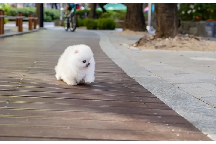 $350 : Micro Pomerania image 4