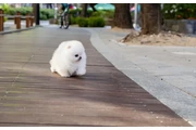 $350 : Micro Pomerania thumbnail