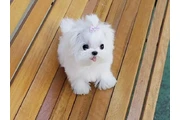 $250 : Maltese thumbnail