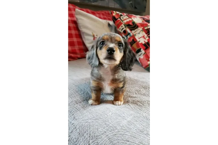 $550 : Dashund Puppies For Adoption image 9