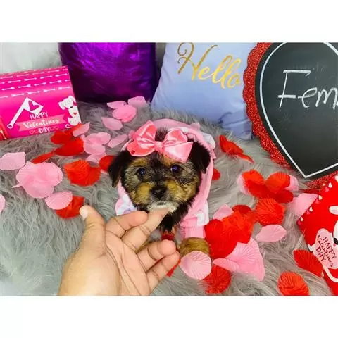 $450 : male and Female Yorkie Pup image 4