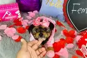 $450 : male and Female Yorkie Pup thumbnail