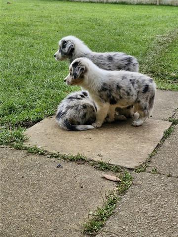 $400 : Border Collie 2 girls still image 2