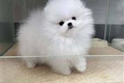 $500 : Pomeranian puppies thumbnail