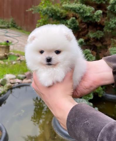 $300 : Pomeranian puppies and french image 1