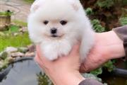 Pomeranian puppies and french en Houston