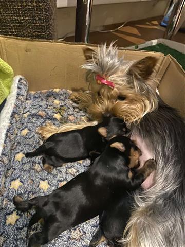 $380 : Yorkieshire puppies for sale image 2