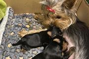 $380 : Yorkieshire puppies for sale thumbnail