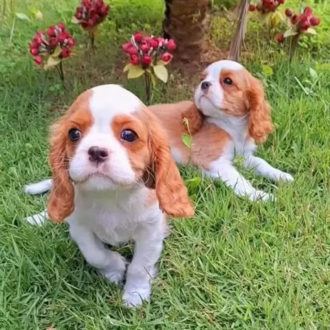 $550 : Cachorros Cavalier King Charle image 1