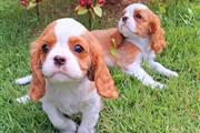 Cachorros Cavalier King Charle en Orlando