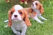 Cachorros Cavalier King Charle en Orlando