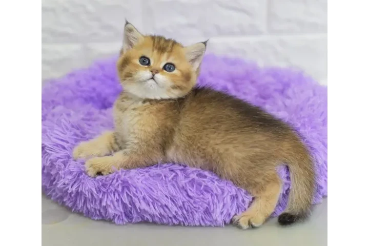 $280 : Shorthair Kittens Ready image 2