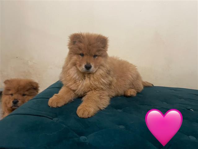 $800 : Cachorros chow chow image 3