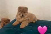 $800 : Cachorros chow chow thumbnail