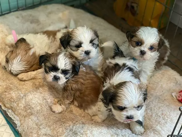 $500 : Cute Shih Tzu puppies image 1