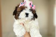 Shih tzu puppies for sale en Springdale