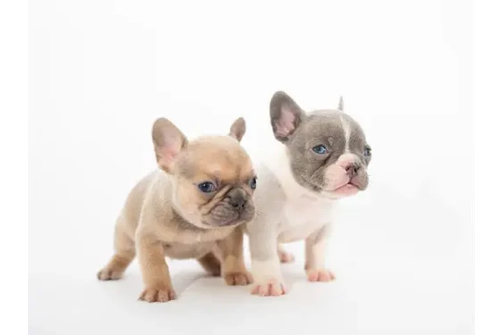 $350 : Bulldog Francés En Venta image 6