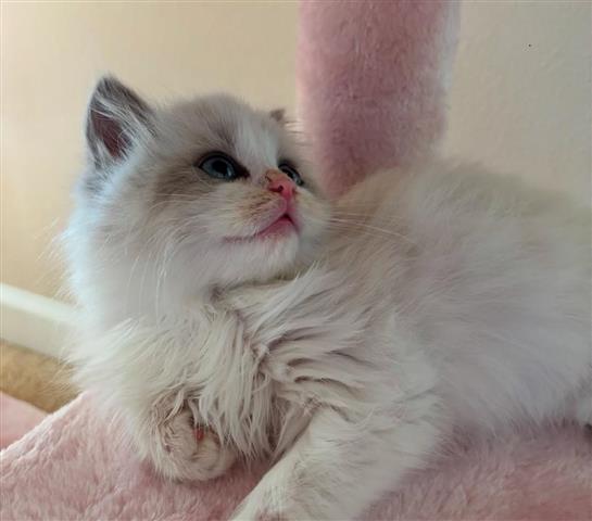 $310 : Ragdoll Kittens For Sale image 3