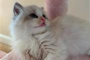 $310 : Ragdoll Kittens For Sale thumbnail