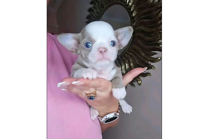 $350 : Chihuahua pet image 2