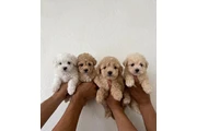 Maltipoo Poodle Puppies