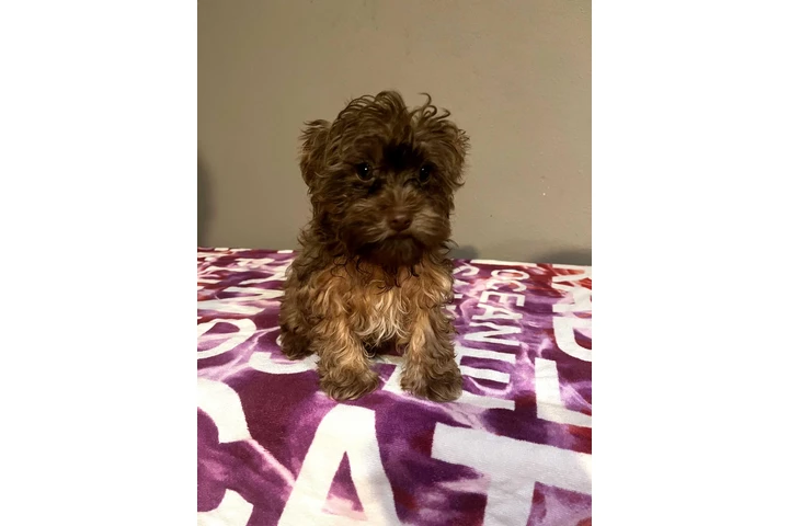 🐶 PERRITOS EN VENTA 🐶 image 3