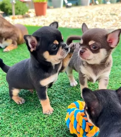 $250 : Chihuahua puppies image 1