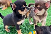 Chihuahua puppies en Tampa