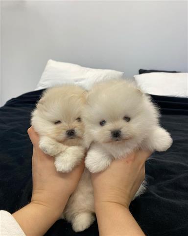 $500 : Teacup Pomeranian puppies image 3