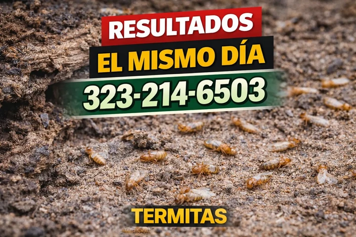 FUMIGACION ECONOMICA $50 image 6