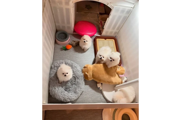 $350 : Pomerania para Navidad image 3