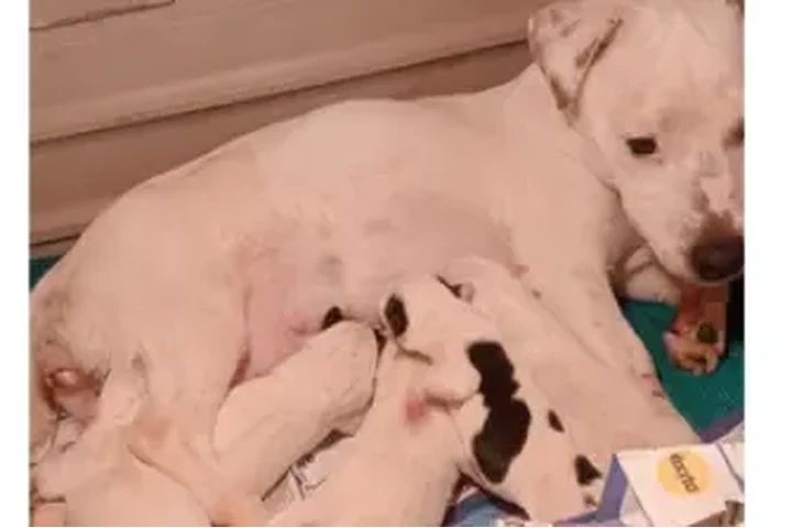 $1100000 : CACHORROS JACK RUSSELL TERRIER image 1