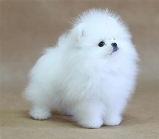 $750 : Mini cachorros de Pomerania image 1