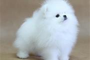 $750 : Mini cachorros de Pomerania thumbnail