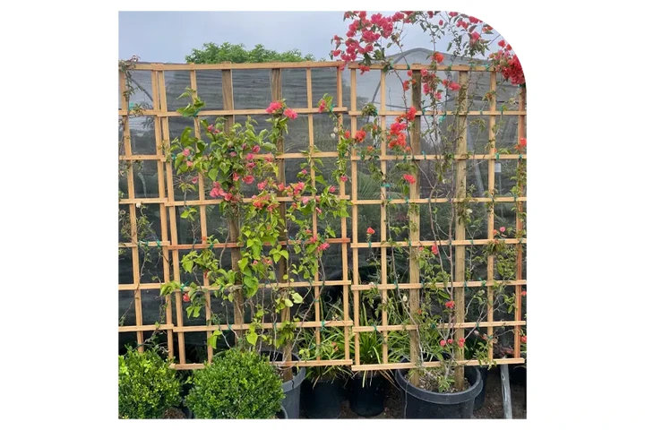 VIVERO image 10