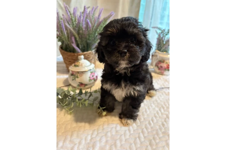 $250 : Perritos bonitos image 8