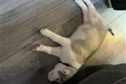 $400 : Siberian husky puppy thumbnail