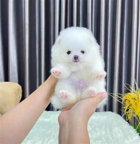 $400 : TACUP Pomeranian en venta image 1