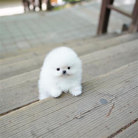 $300 : Teacup Pomeranian puppies image 5