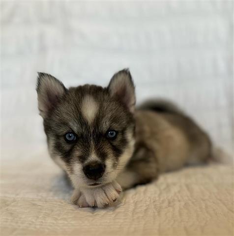 $350 : Husky siberiano a la venta image 10