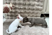 Cute Chihuahuas  Available