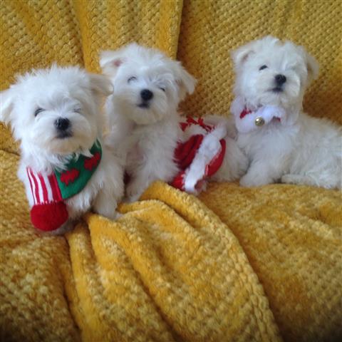 $600 : maltese puppies for rehoming image 2