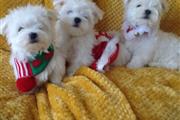 $600 : maltese puppies for rehoming thumbnail