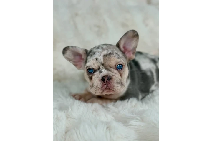 $1500 : French bulldog image 2