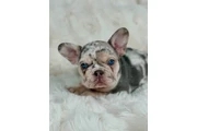 $1500 : French bulldog thumbnail