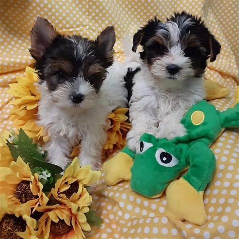 $250 : Teacup Yorkie Puppies image 2