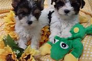 $250 : Teacup Yorkie Puppies thumbnail