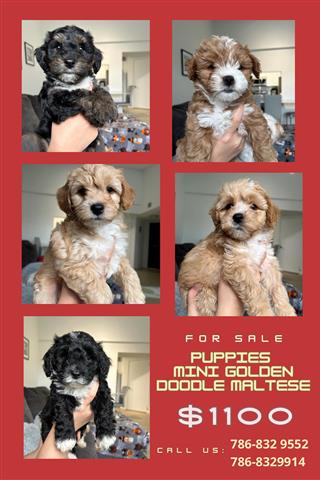 $1100 : Puppies FOR SALE image 3