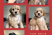 $1100 : Puppies FOR SALE thumbnail