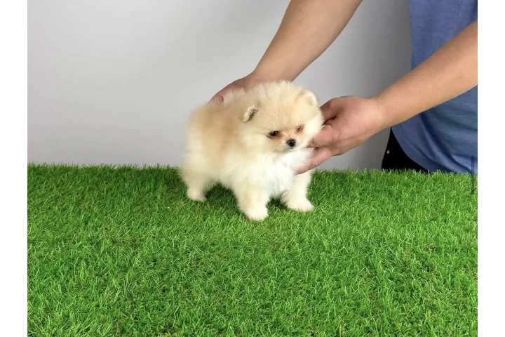 $300 : Pomeranian image 1